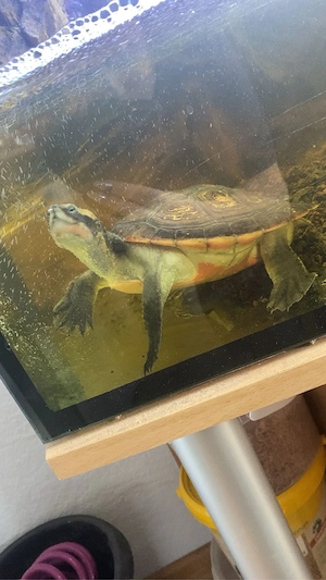 2 Rotbauch Spitzkopfschildkröten 