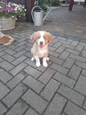Australian Shepherd Border Collie Mix Hündin 