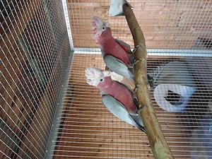 Rosakakadus, zahm Bild 3