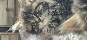 Perser Main Coon Mischlinge 