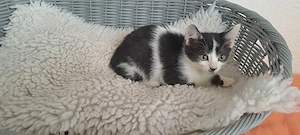 Katzenbaby " Dori "