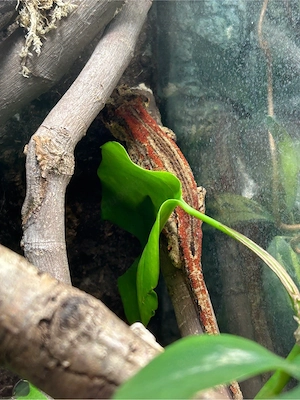 Höckerkopfgecko Zuchtgruppe