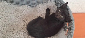 Katzenbaby " Delia "