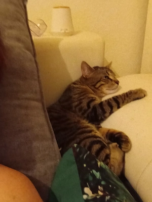 junge katze 