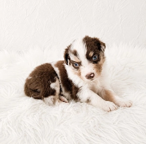 Miniature Australian Shepherd Welpen mit Papieren auf der Suche nach ihrer perfekten Familie