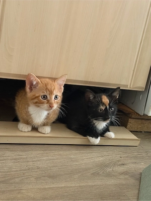 Bunte Katzen 