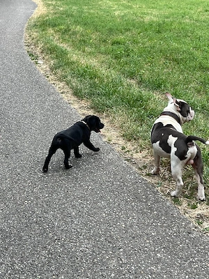 old Englische Bulldogge mix