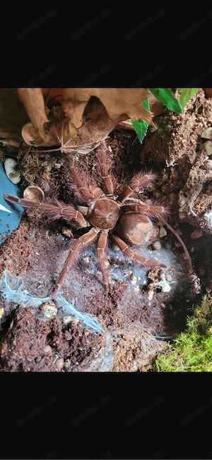 Theraphosa blondi subadult 0.1 vogelspinnen