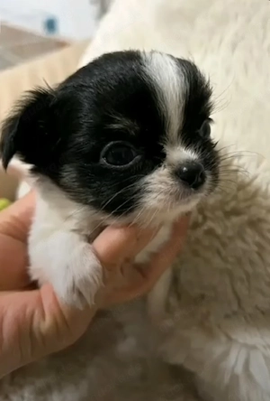 Liebevoller Chihuahua-Welpe sucht ein neues Zuhause