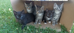 Hauskatzen verschiedene Farben  2 Monate alt