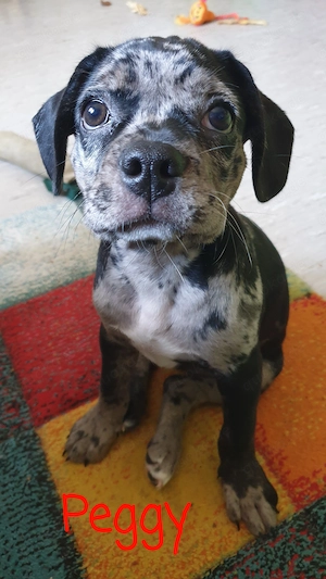 French Bulldog - Mini Ausie Mix Welpen  