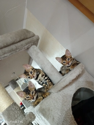 Hübsche Bengal Kitten 