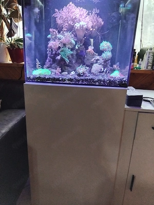 Süsses Meerwasseraquarium 112Liter