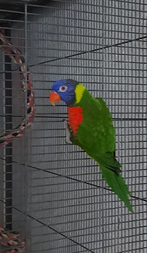 Ein Paarchen Loris
