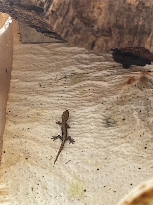 Jungferngecko Babys 
