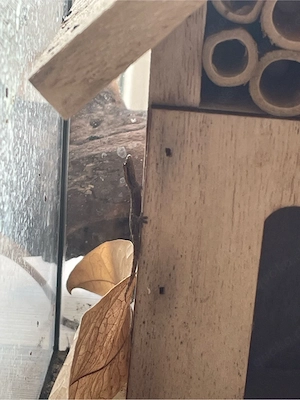 Jungferngecko Babys 