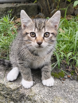 Kalifornische Katzen 