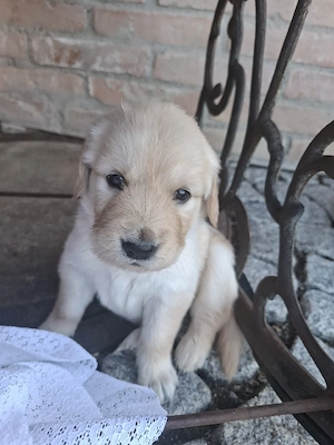 Golden-Retriever-Welpe (Weibchen) sucht liebevolles Zuhause      