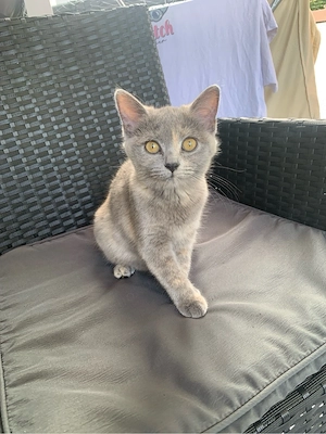 Bkh kitten weibchen