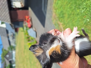 Meerschweinchen abzugeben