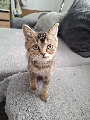 Britisch Kurzhaar BKH kitten Abgabebereit 