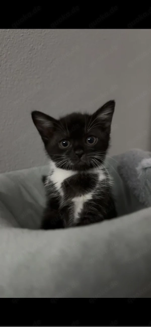 Liebevolle Katzenbabys abzugeben
