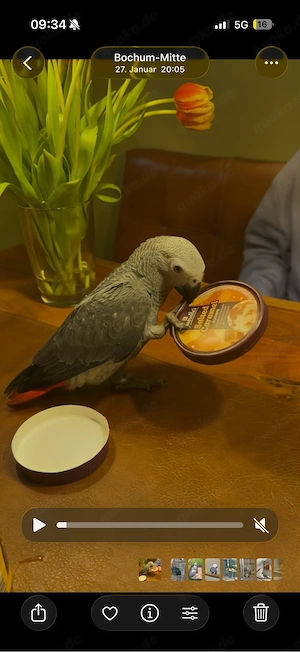 Graupapagei Handzahm 1 Jahr 