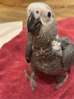 Graupapagei Handzahm 1 Jahr  Bild 3