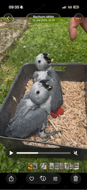 Graupapagei Handzahm 1 Jahr  Bild 4