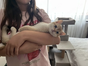 BKH Kitten Golden Stammbaum ABHOLBEREIT Geimpft 