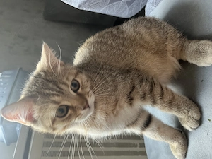 Bkh Katze(Kitte)ABHOLBEREIT Stammbaum geimpft komplett 