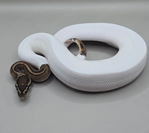 Königspython 1.0 Black Pastel Pied het Clown 