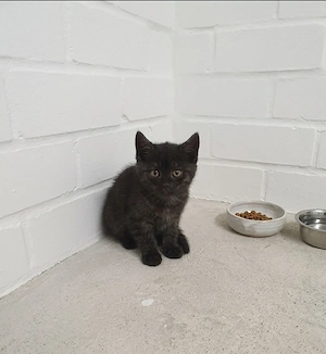 2   BKH Katzen weiblich direkte Abholung 