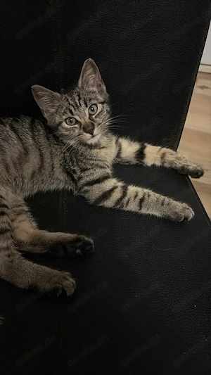 Main coon mix 12 Wochen