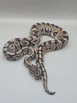 Königspython 1.0 t.h. Axa TSK Clown Monsoon 
