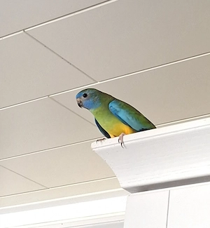 Glanzsittich Henne, wildfarbig, 2 Jahre 4 Monate alt