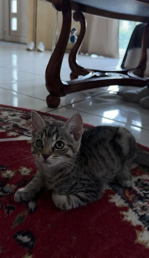 16 Wochen alter Kater 