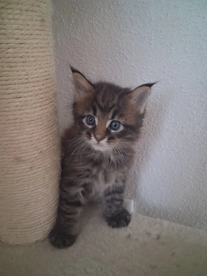 Xxl Maine Coon Jungs