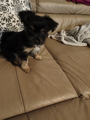 Mini Yorkshire Terrier 
