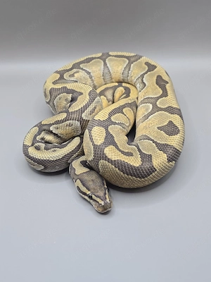 Königspython 1.0 Enchi Hypo d.h. Clown Rainbow 