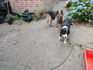 Laika sucht ein liebevolles Zuhause