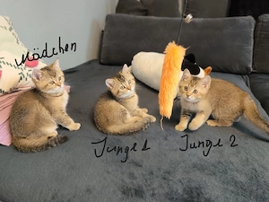 Süße BKH Kitten Kätzchen suchen liebevolles Zuhause, abgabebereit