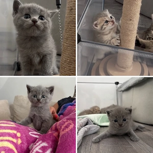 wunderschöne BKH Kitten 
