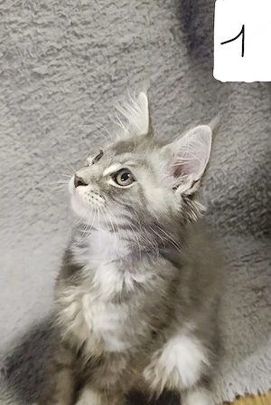 Maine Coon Kätzchen suchen neue, liebevolle Besitzer 