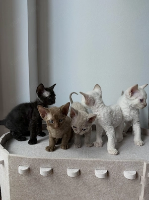 Unsere kleinen Devon Rex Schätze suchen ihre Familien 