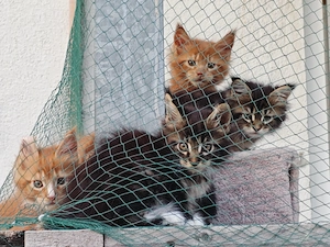 XXL Main Coon Kitten Reinrassig 