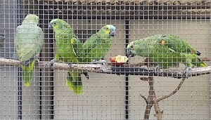 Verkaufe 2 Blaustirnamazonen