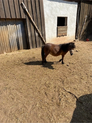 Liebe Mini Shetty Stute sucht neues Zuhause 