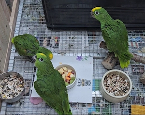 1.3 Gelbscheitelamazonen zahm Weibchen Männchen Amazonen 2026 Babys 