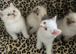     Liebevolle 3 Monate alte Kitten abzugeben